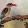 Lednacek kapovy - Halcyon albiventris - Brown-hooded Kingfisher o6423